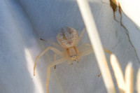 Crab spider - Mecaphesa sp