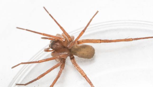 Spider - Titiotus sp.  (shantzi)