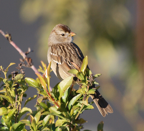 White Crowned Sparrow - Zonotrichia leucophyrs