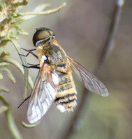 Bee fly - Villa sp