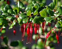 Fuchsia-flowered Gooseberry - Ribes speciosum