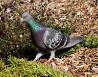 Rock Pigeon (feral) - Columba livia