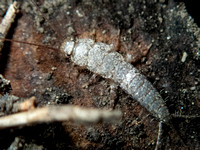Silverfish - Ctenolepisma ciliata