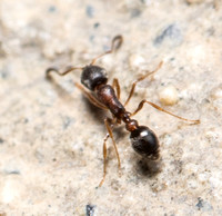 Moorish Sneaking Ant  - Cardiocondyla mauritanica