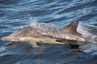 Common dolphin - Delphinus delphis