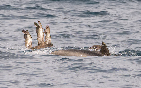 Common dolphin - Delphinus sp., Sooty Shearwater - Ardenna grisea