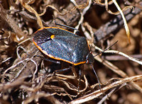 Conchuela bug -Chlorochroa ligata