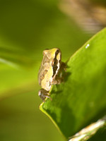 Pacific Chorus Frog - Pseudacris regilla