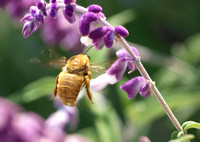 Valley carpenter bee - Xylocopa sonorina