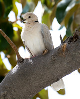 Eurasian Collared-Dove - Streptopelia decaocto