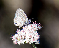 Irvine Ranch, IRC Butterfly Count 09-13-2015