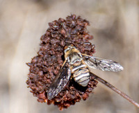Bee fly - Exoprosopa sp.