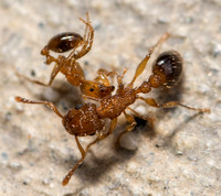 Guinea ant - Tetramorium bicarinatum attacked by Southern fire ant - Solenopsis xyloni