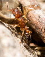 Guinea ant - Tetramorium bicarinatum