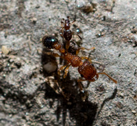 Guinea ant - Tetramorium bicarinatum attacked by Caribbean big-headed ant - Pheidole moerens