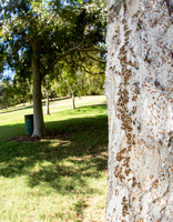 Velvety tree ant - Liometopum occidentale