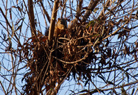 Eastern fox squirrel  - Sciurus niger in nest