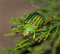Glorious scarab - Chrysina gloriosa