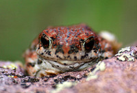 Red-spotted toad - Bufo punctatus