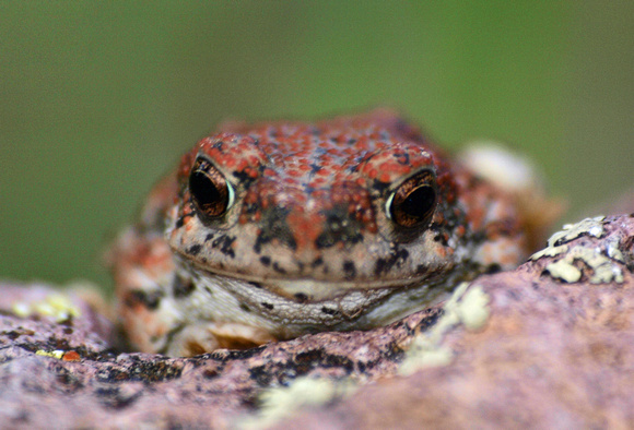 Red-spotted toad - Bufo punctatus