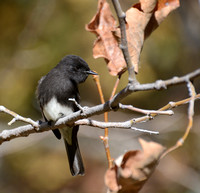 Black Phoebe - Sayornis nigricans