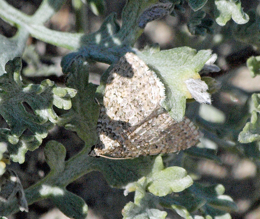 Crambid moth 3 - Unidentifed sp.