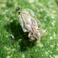 Lace bug - Corythucha sp