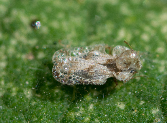 Lace bug - Corythucha sp