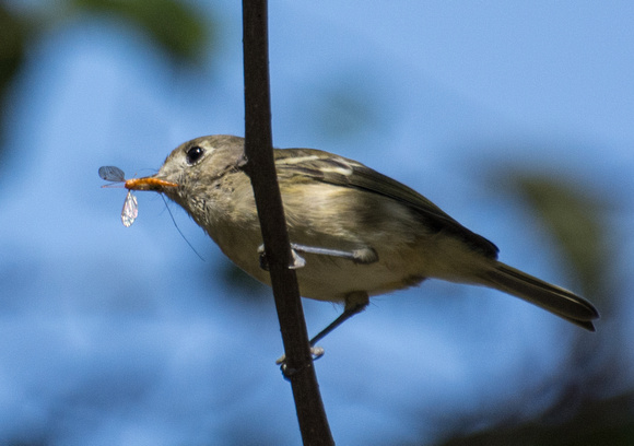 Hutton's Vireo - Vireo huttoni eating a Crane fly