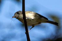 Hutton's Vireo - Vireo huttoni eating a Crane fly
