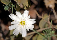 Desert Chicory - Rafinesquia Neomexicana