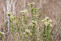 Narrow-leaved milkweed - Asclepias fascicularis
