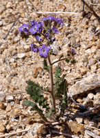Scorpion weed - Phacelia tanacetifolia