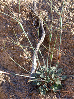 Trumpet plant - Eriogonum inflatum