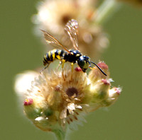 Weevil wasp 2 - Cerceris sp.
