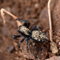 Jumping spider - Terralonus californicus