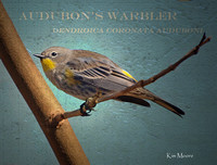 Audubon's Warbler - Dendroica coronata auduboni