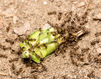 Argentine ants - Linepithema humile, Southern green stink bug - Nezara viridula