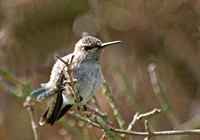 Black-chinned Hummingbird- Archilochus alexandri (juvenile)