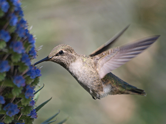 Black-chinned Hummingbird- Archilochus alexandri (female)