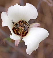 Long-horned bee - Melissodes sp.