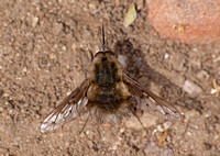 Bee fly - Bombylius sp.