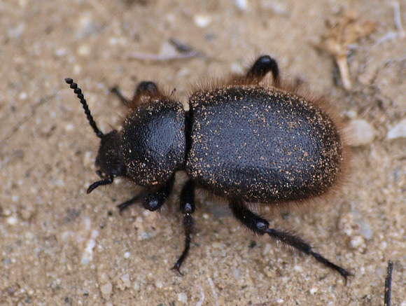 Wooly darkling beetle - Eleodes osculans