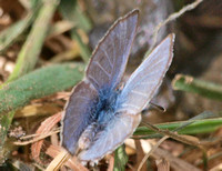 Silvery blue - Glaucopysche lygdamus