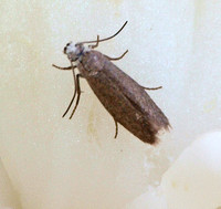 Yucca moth - Prodoxus cinereus