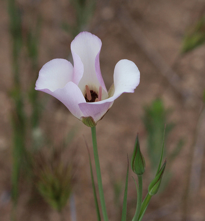 Catalina Mariposa Lily - Calochortus catalina