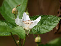 California Blackberry - Rubus ursinus