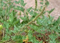 California goosefoot - Chenopodium californicum