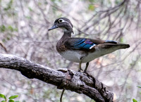 Wood Duck - Aix sponsa (female)