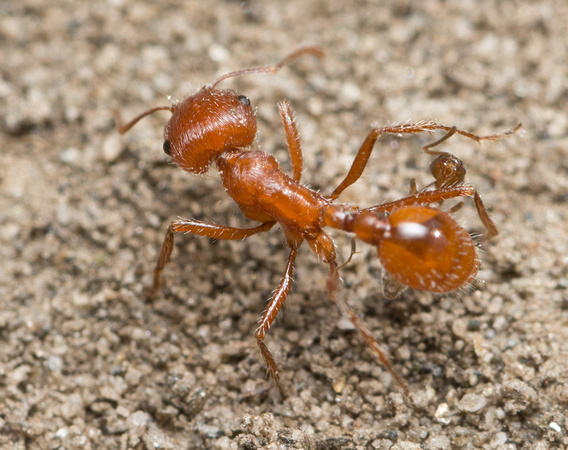 California red harvester - Pogonomyrmex californicus attacked by Argentine ants - Linepithema humile